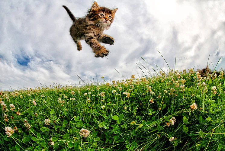 sethcasteel-pounce-kittens-designboom-02.jpg