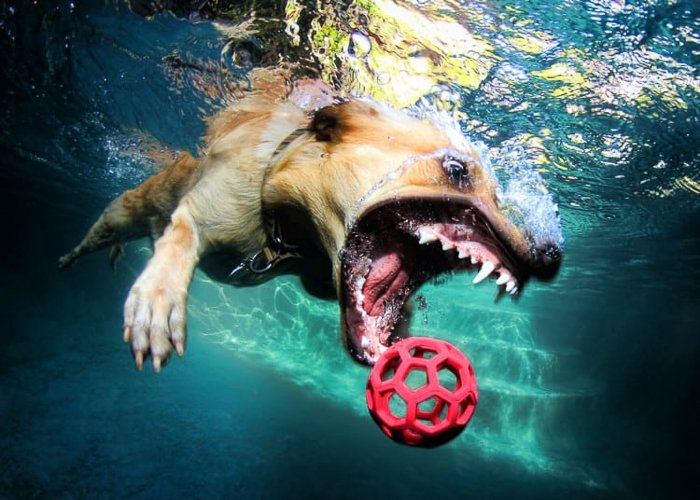 sethcasteel-Seth-Casteel-Underwater-Dog-006-750x536.jpg