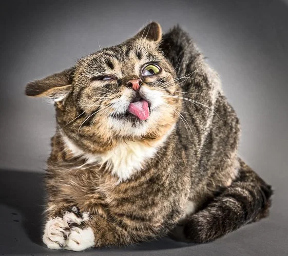 carlidavidson-Shake_11_Lil-Bub.jpg