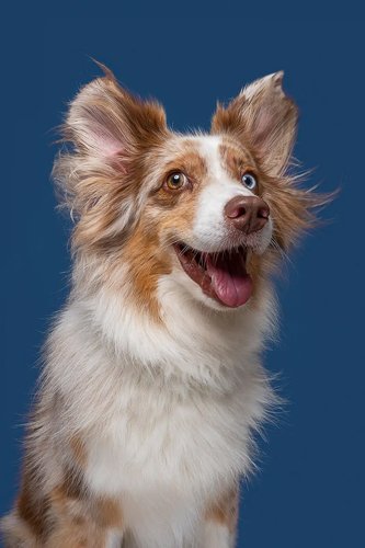 elkevogelsang-Commercial-and-editorial-pet-photographer10.jpg