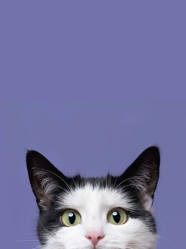 elkevogelsang-Commercial-and-editorial-pet-photographer18.jpg