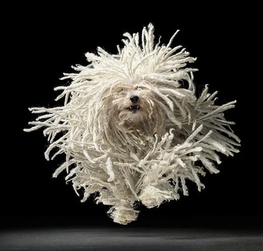 timflach-Dogs-Tim-Flash.jpg