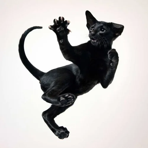 timflach-Cole-600x600.jpg