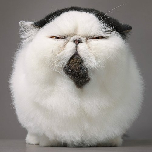 timflach-exotic_shorthair_fluffball_front_on-2000pxh-72dpi.jpg