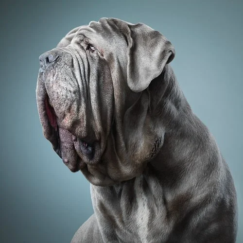timflach-Neapolitan-Mastiff2.jpg