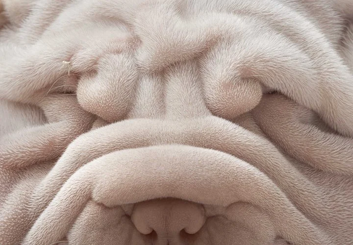 timflach-shar-pei-scaled.jpg
