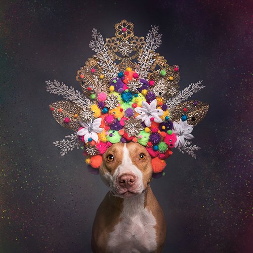 sophiegamand-pitbull-FridaL.jpg