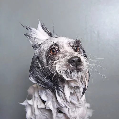 sophiegamand-101_WetDog.jpg
