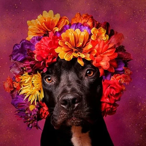 sophiegamand-Sophie-Gamand-Portraits-of-Pit-Bulls-With-Flower-Crowns.jpg