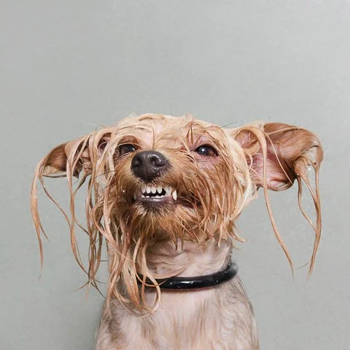 sophiegamand-wetdog-diamond1.jpg