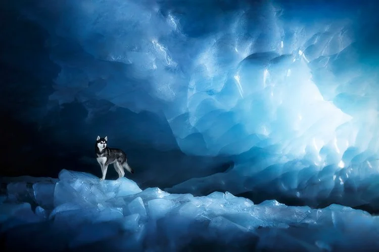 annegeier-husky-5.7.jpg