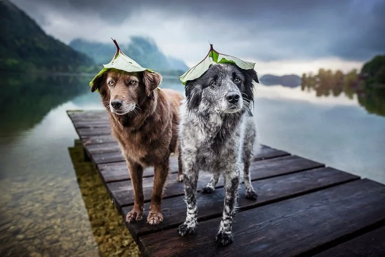 annegeier-anne-geier-dog-travel-photography-30.jpg