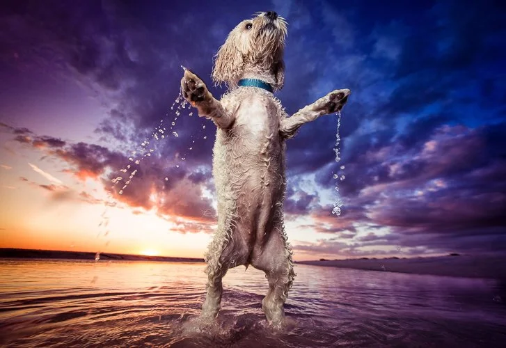 kayleegreer-boston_dog_photographer_2.jpg