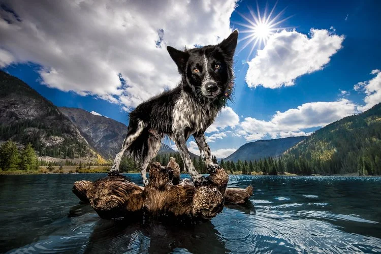 kayleegreer-best_commercial_dog_photographer_4.jpg