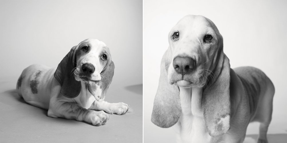 amandajones-dog-years-amanda-jones-poppy1.jpg