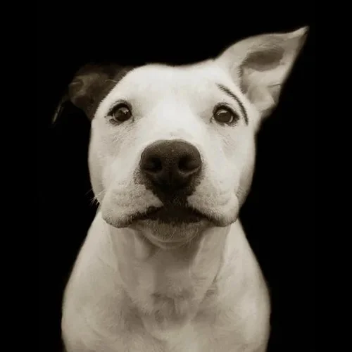traerscott-01-shelterdogs-petey.jpg