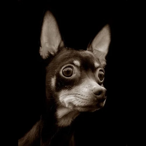 traerscott-04-shelterdogs-rosiechi.jpg