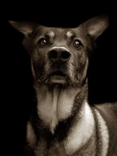 traerscott-Celebrated-Authors-Animal-Portraits-Speak-to-Your-Heart7__700.jpg