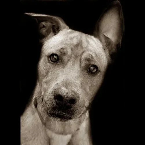 traerscott-11-shelterdogs-riley.jpg