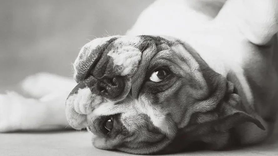 rachaelhale-pup-rachael-hale.jpg