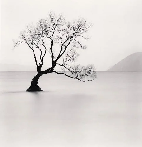 michaelkenna-tree-images.jpg
