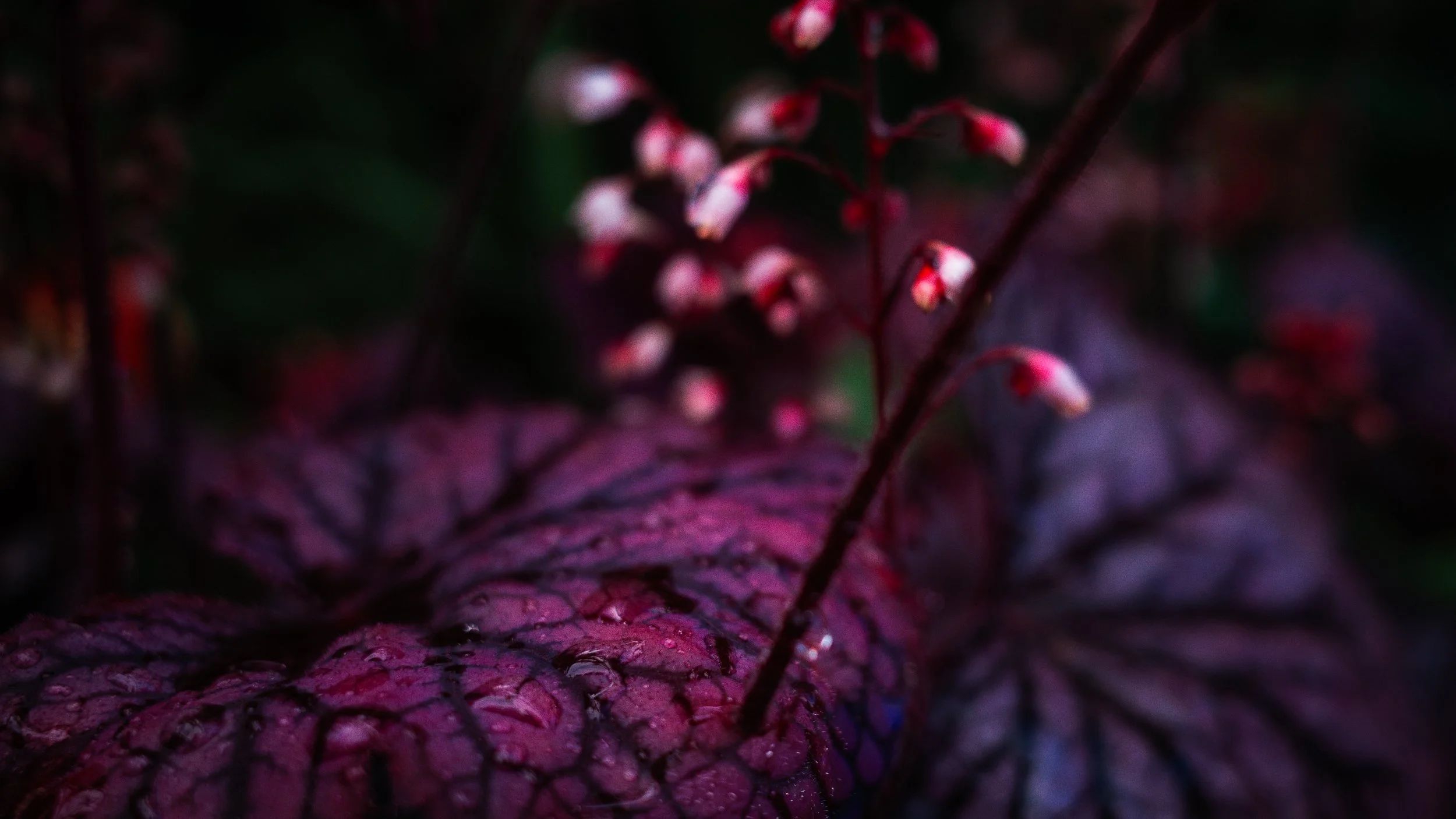 R0001754-Edit-Edit-2.jpg