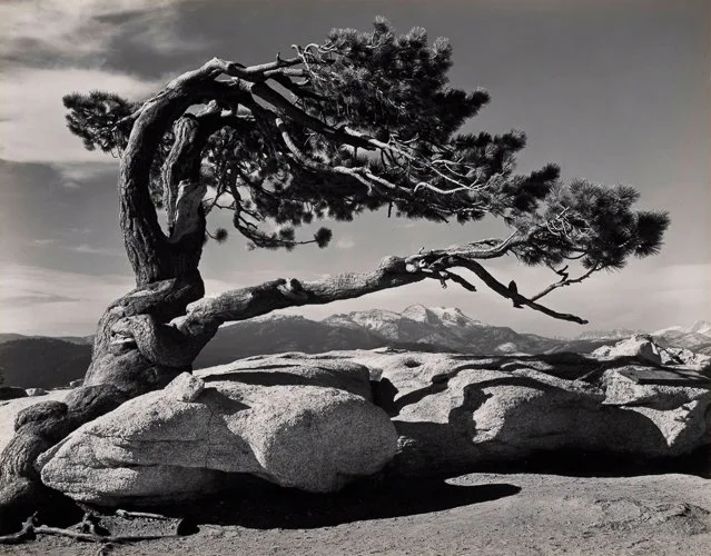 anseladams-Ansel-Adams-Jeffrey-Pine-scaled.jpg