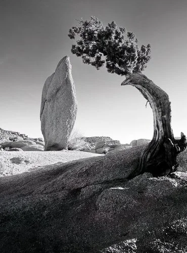 anseladams-pinetreeandboulder-download.jpg