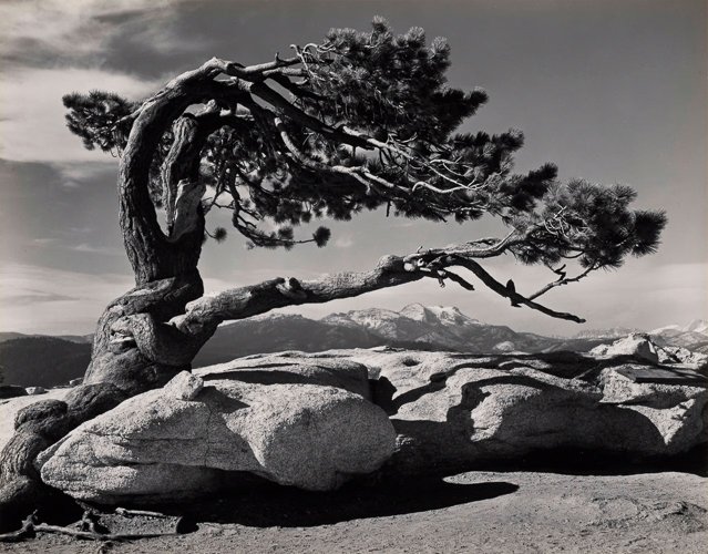 anseladams-Ansel-Adams-Jeffrey-Pine-scaled.jpg
