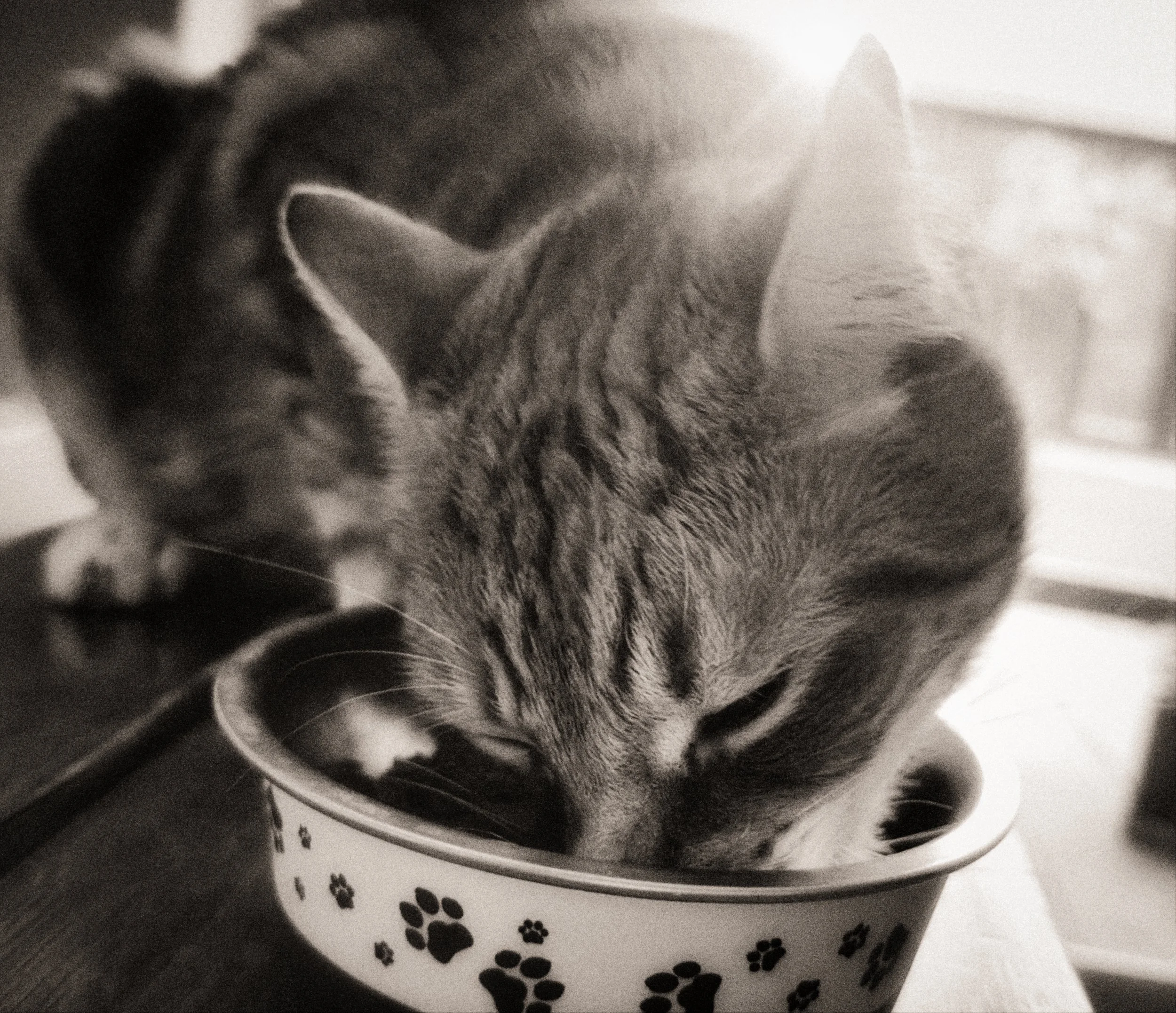 Feeding Time