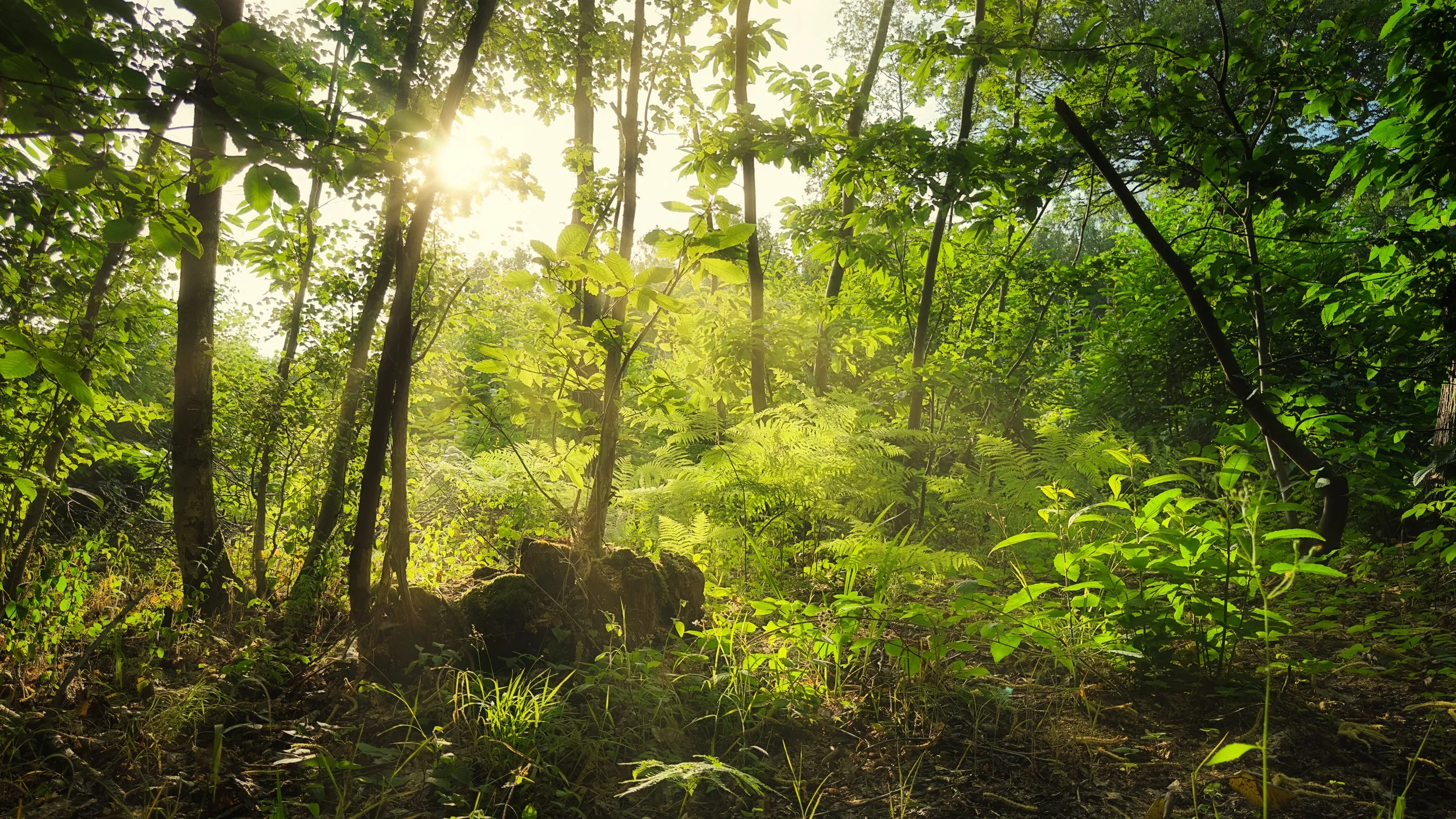 Thornden Wood Sunlight