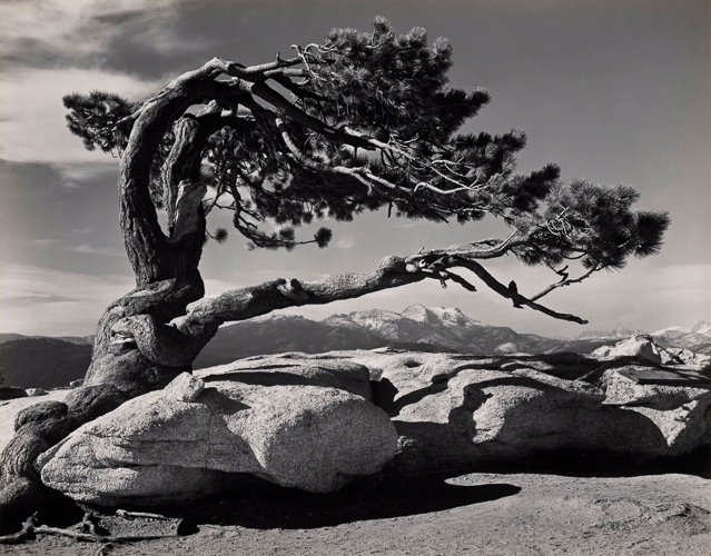 anseladams-Ansel-Adams-Jeffrey-Pine-scaled.jpg