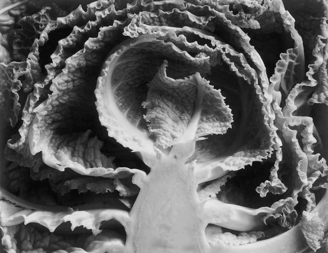 edwardweston-edward-weston_kale-halved-1.jpg