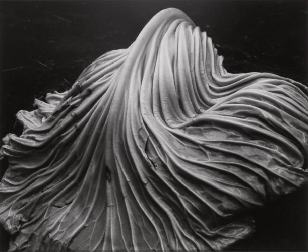 edwardweston-Edward-Weston-Cabage-Leaf.jpg