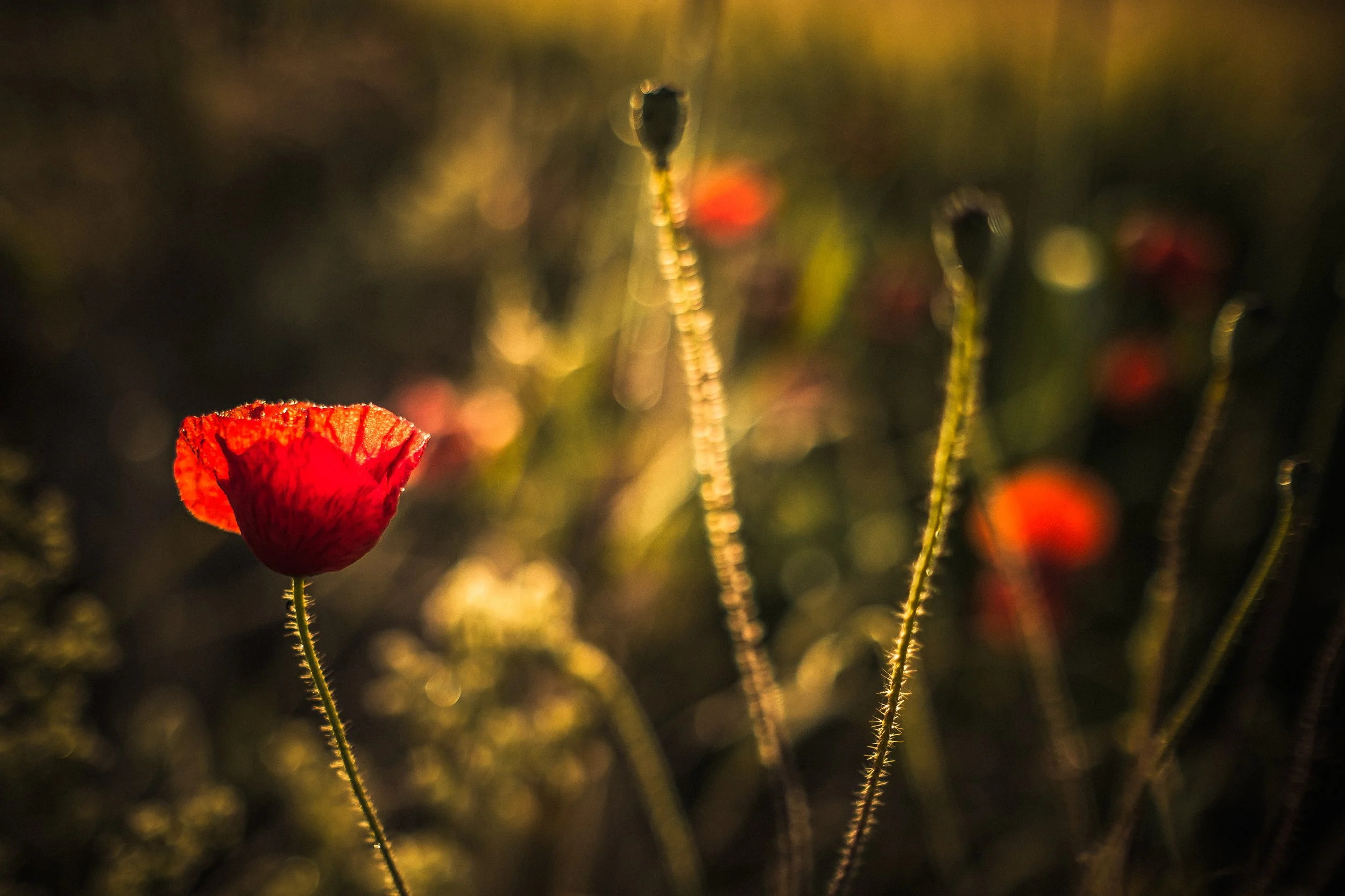 DSCF4741-Edit-2.jpg