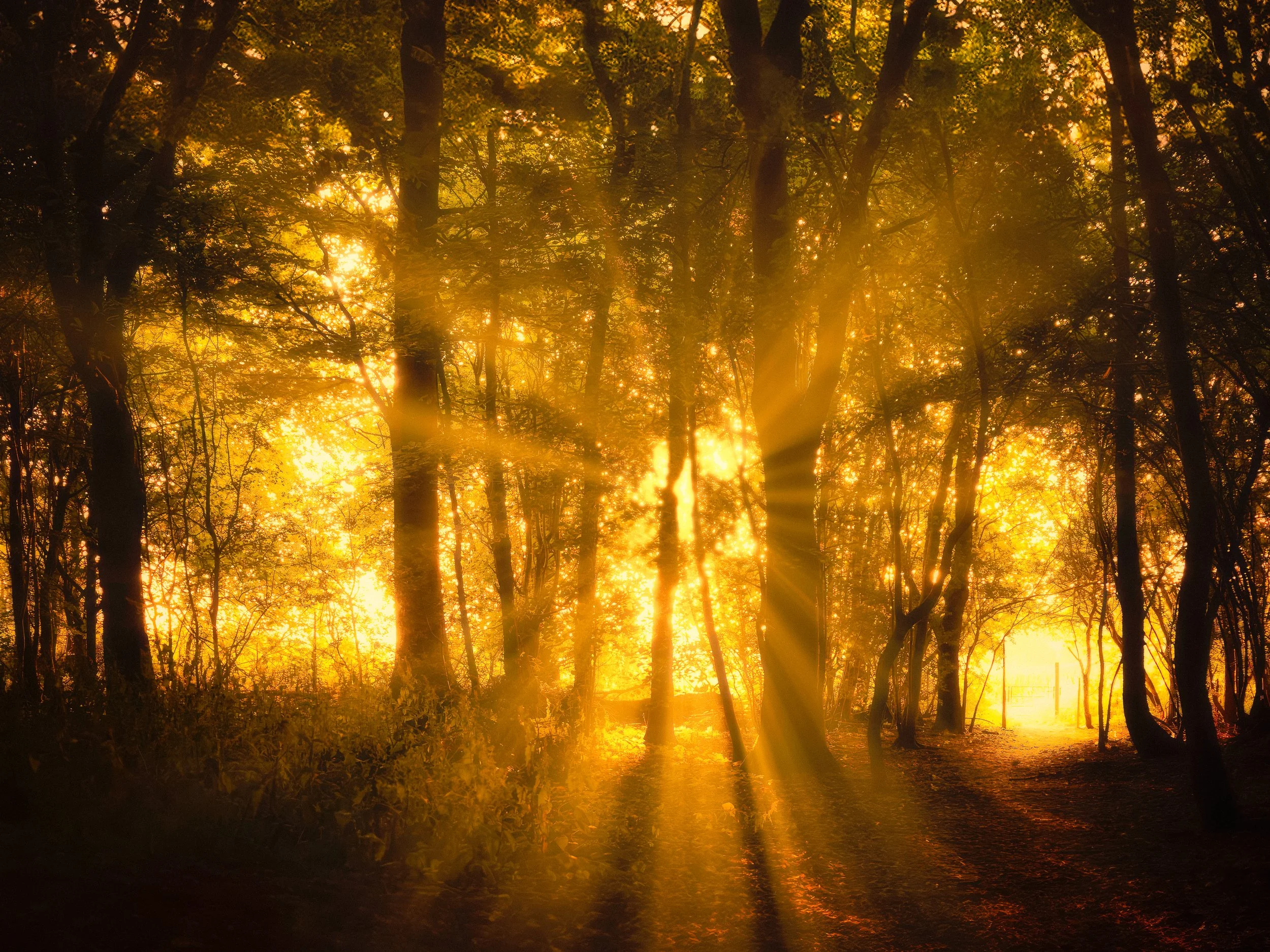 Golden Hour