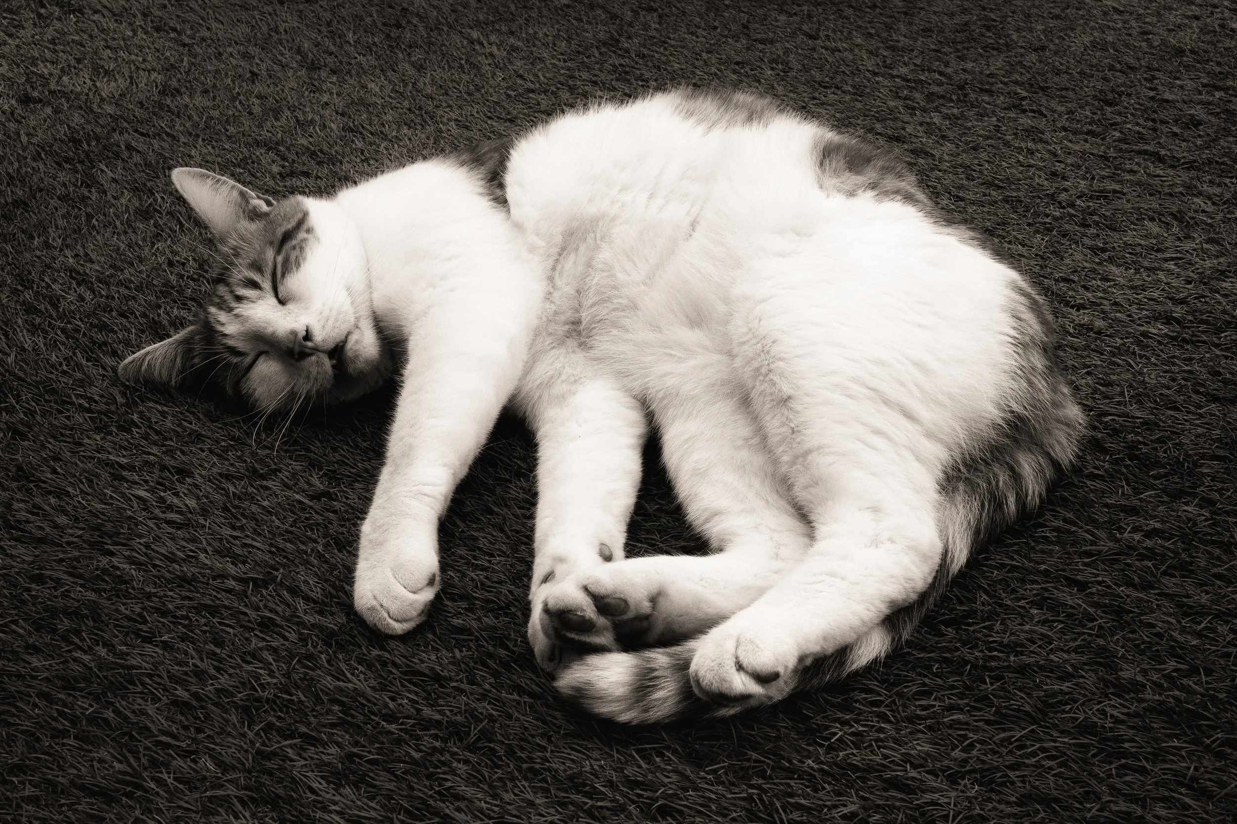 Cat Semaphore