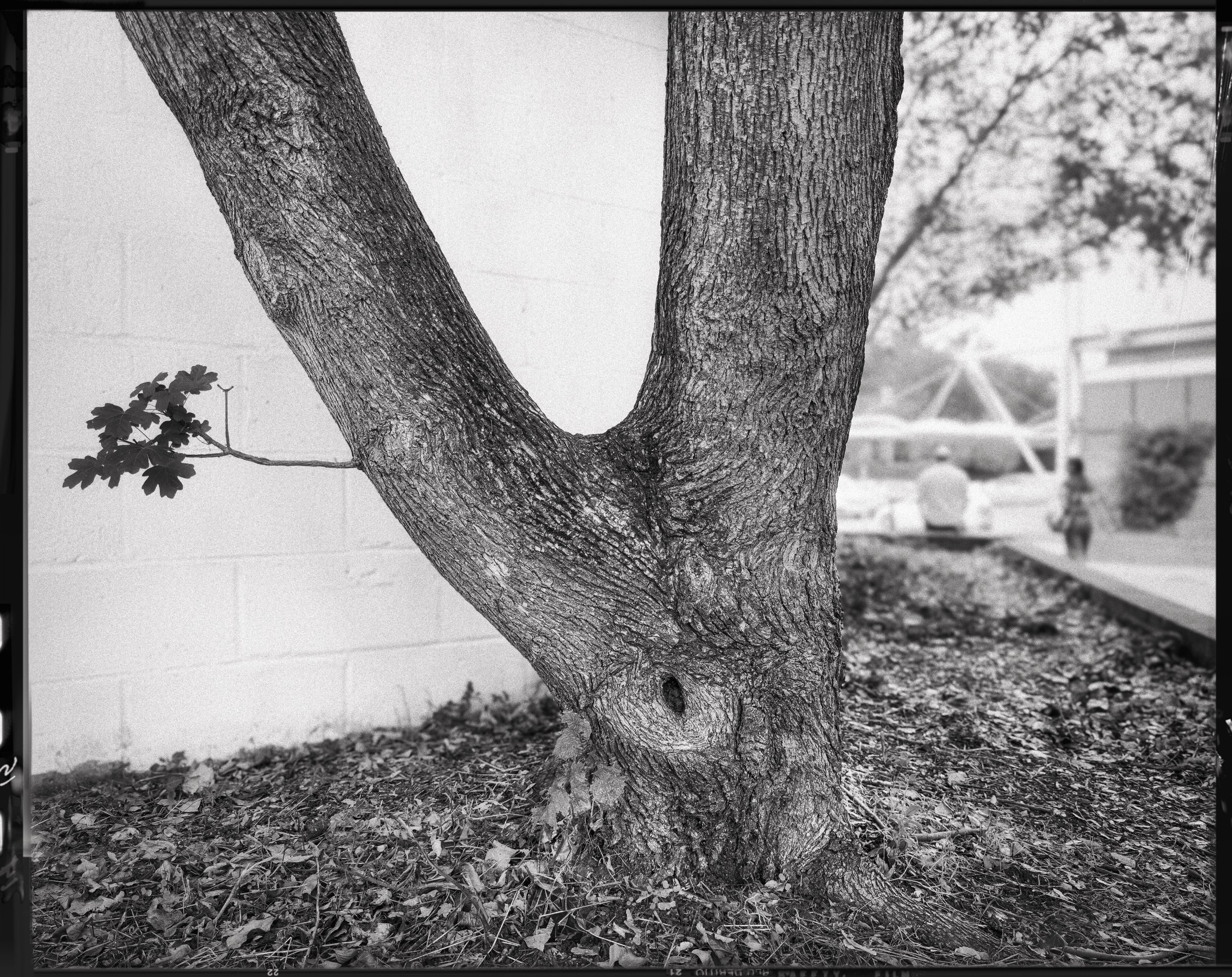 The Rude Tree
