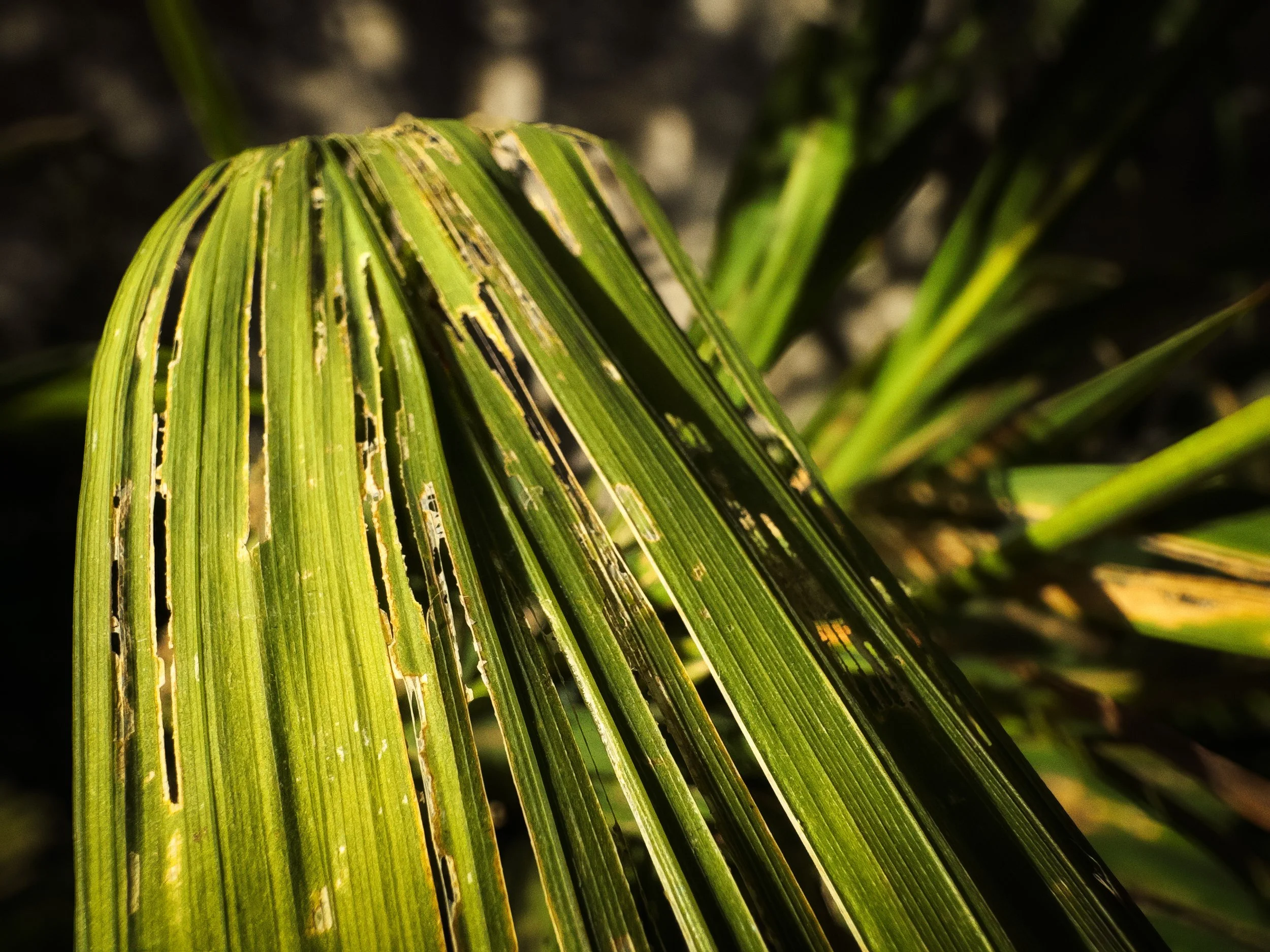 Leaf Dereliction