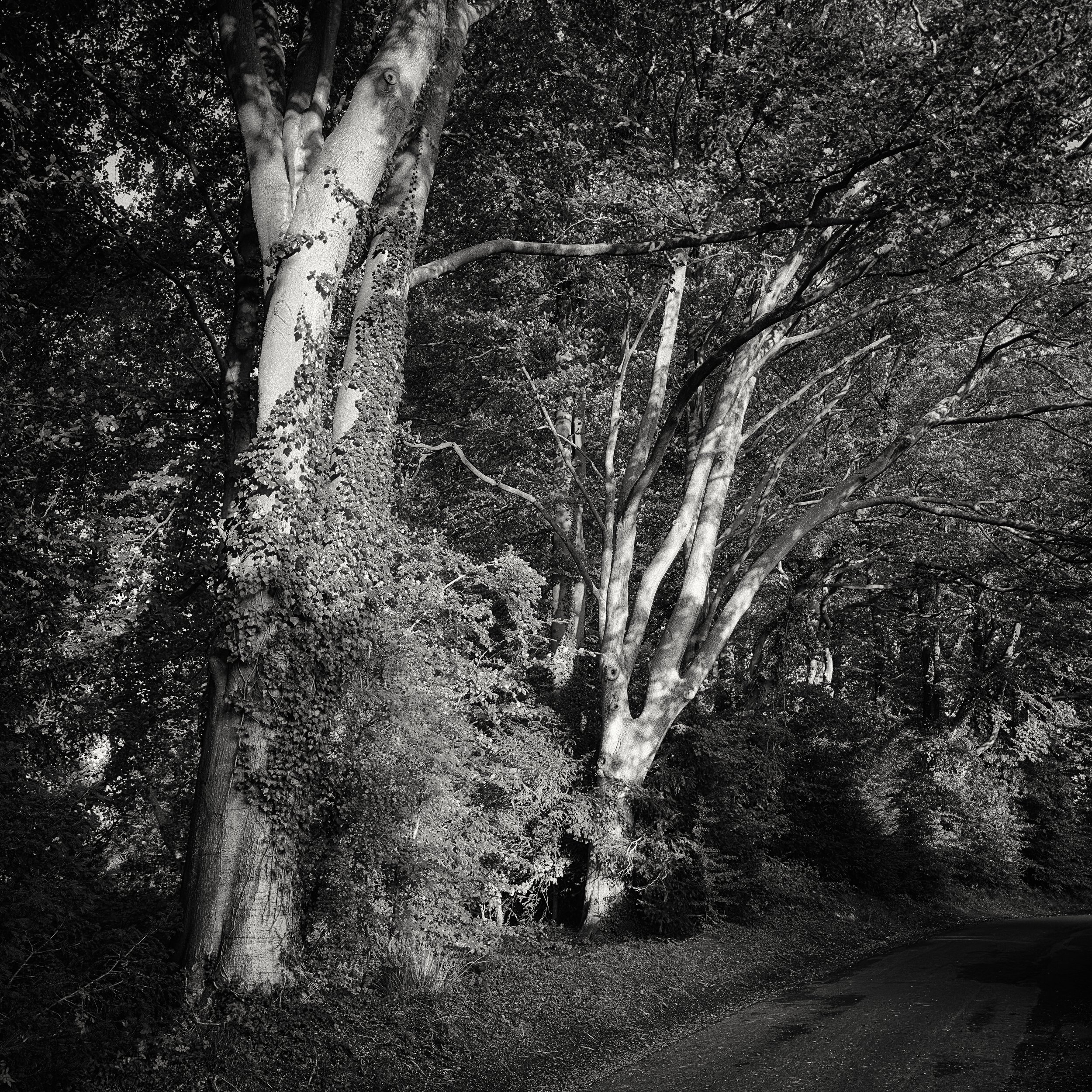 The Crossing Trees