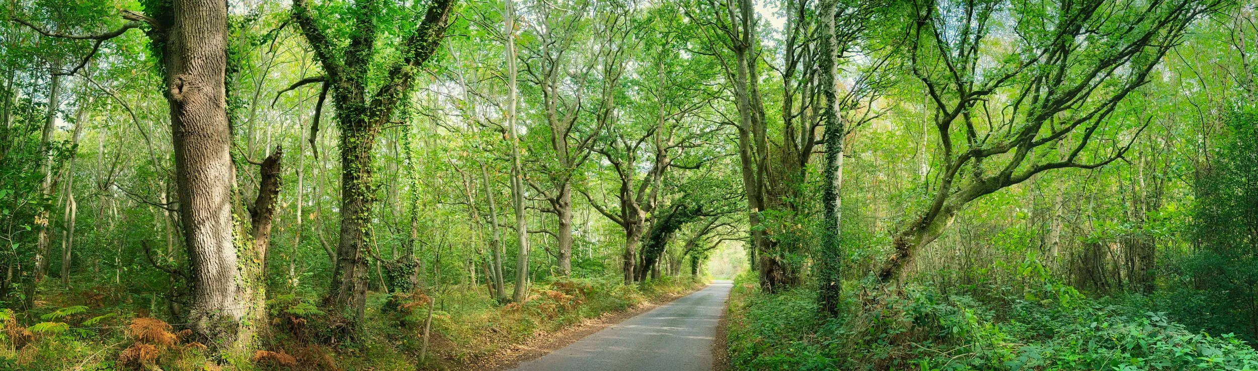 Swanton Lane Panorama