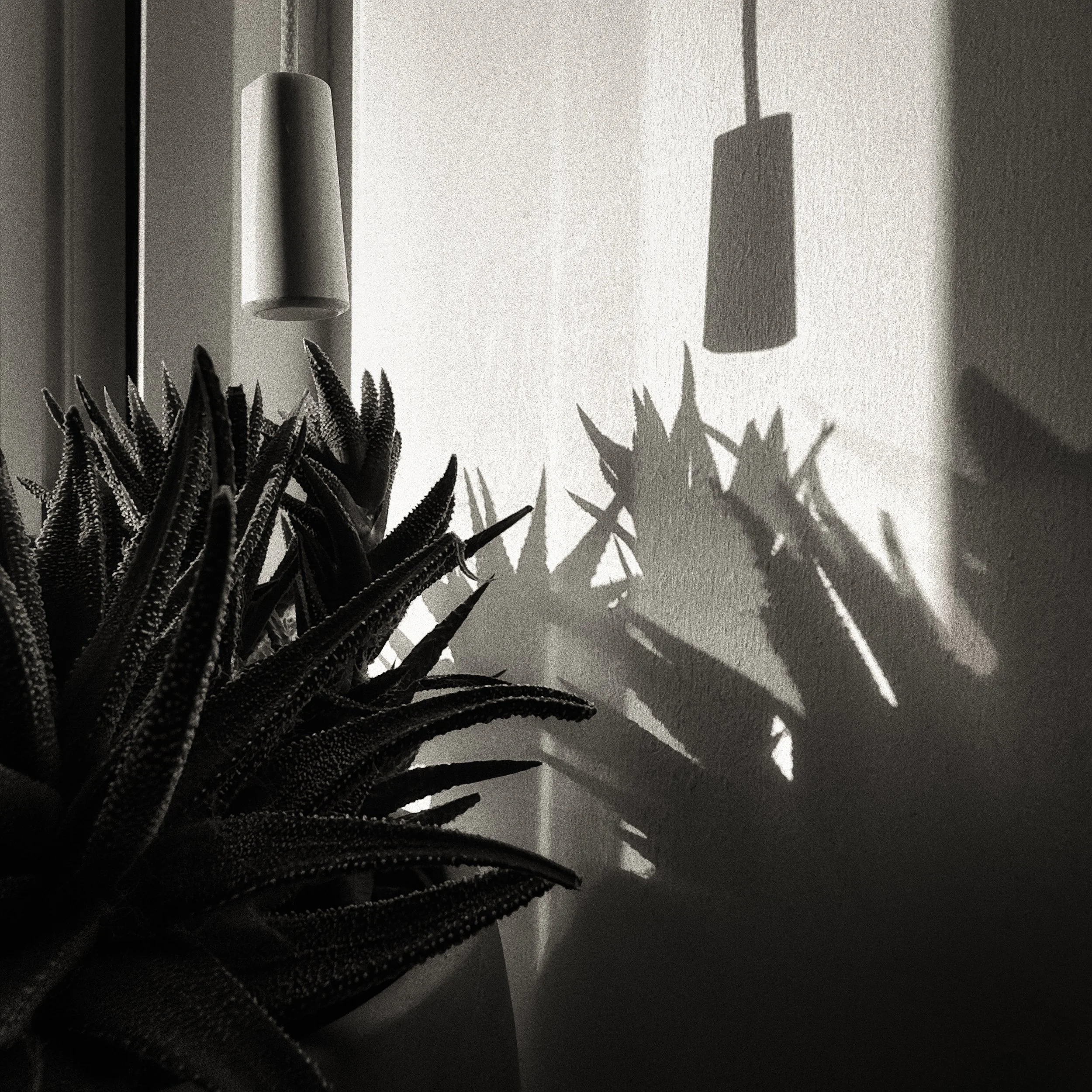 Succulents &amp; Shadows
