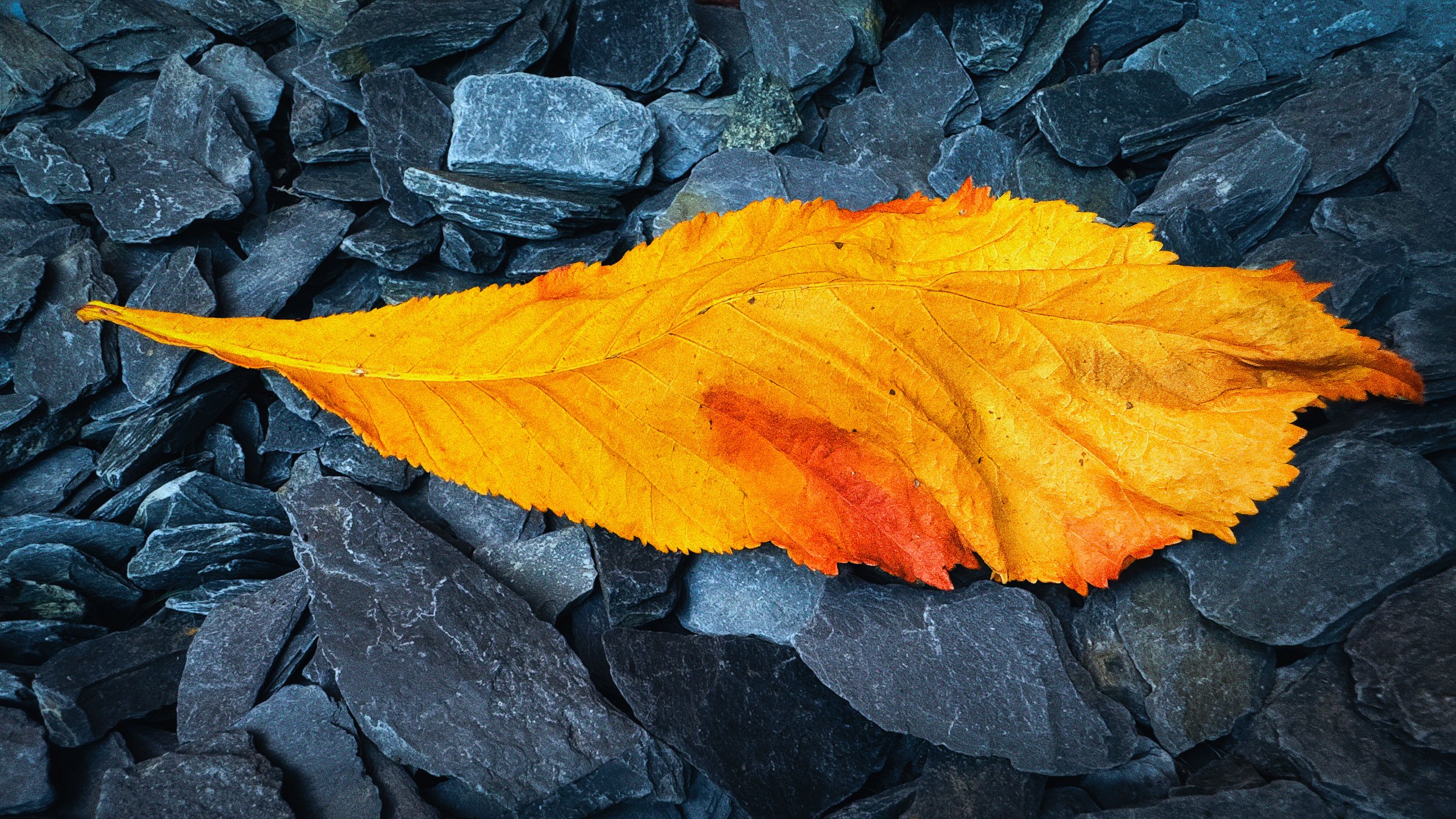 Herald of the Fall