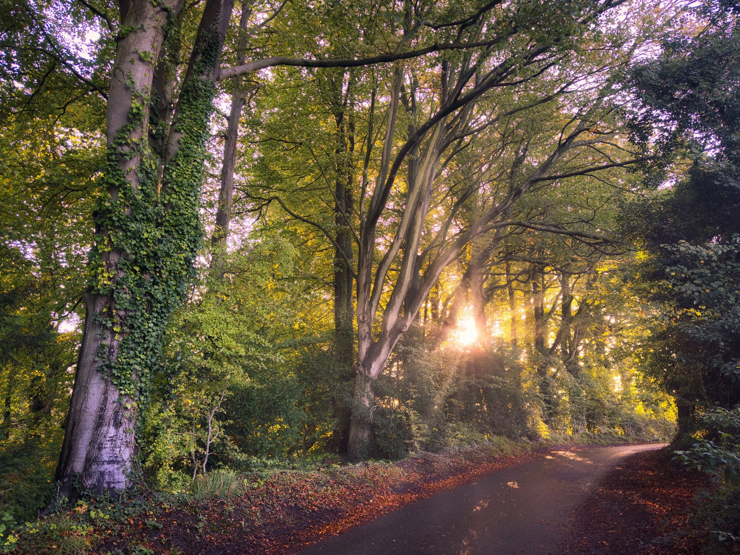 Autumn Sun