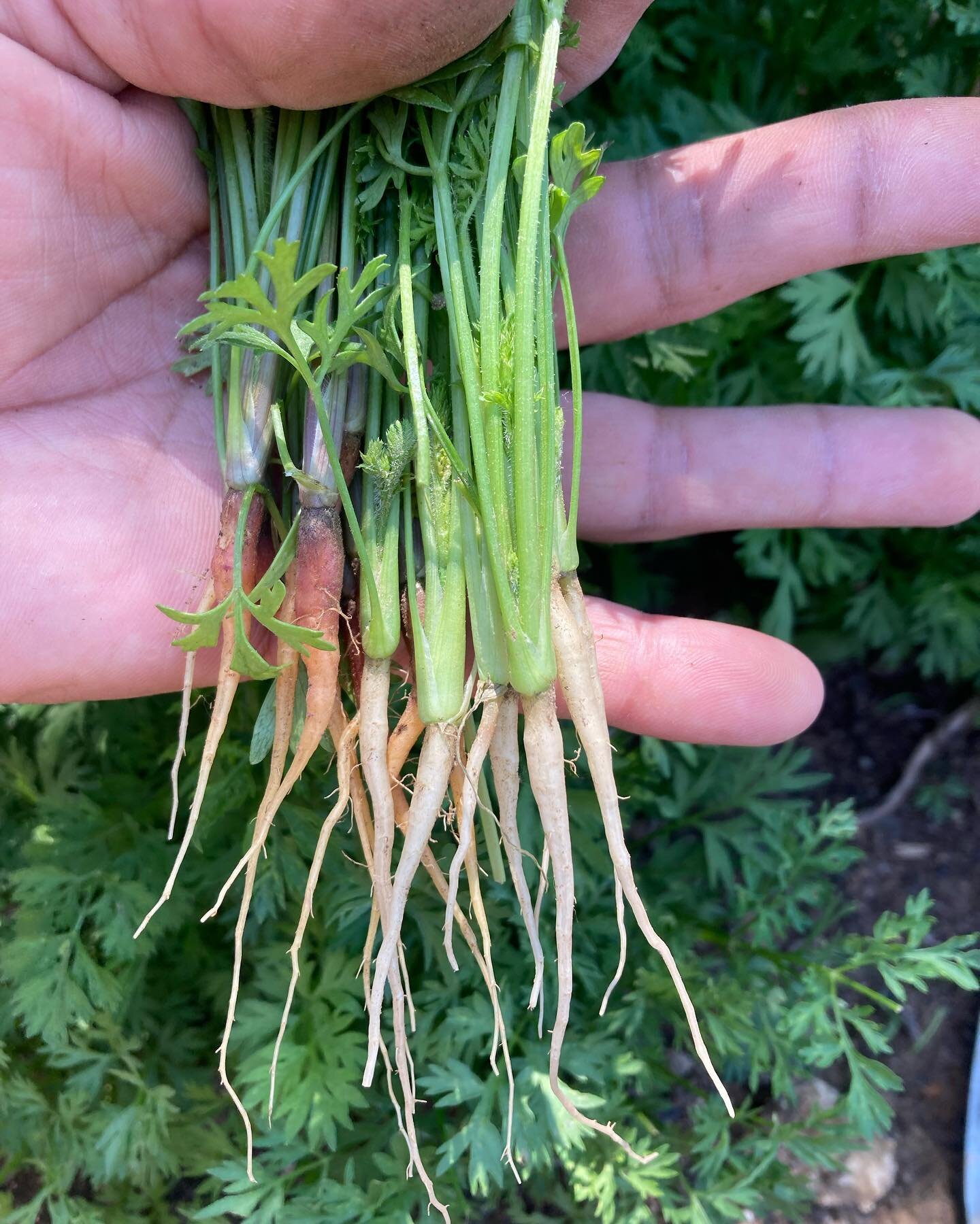 Zanahorias blancas y rojas
Zapallitos amarillos! amanida de temporada! #hortecologic #lescala#emporda #