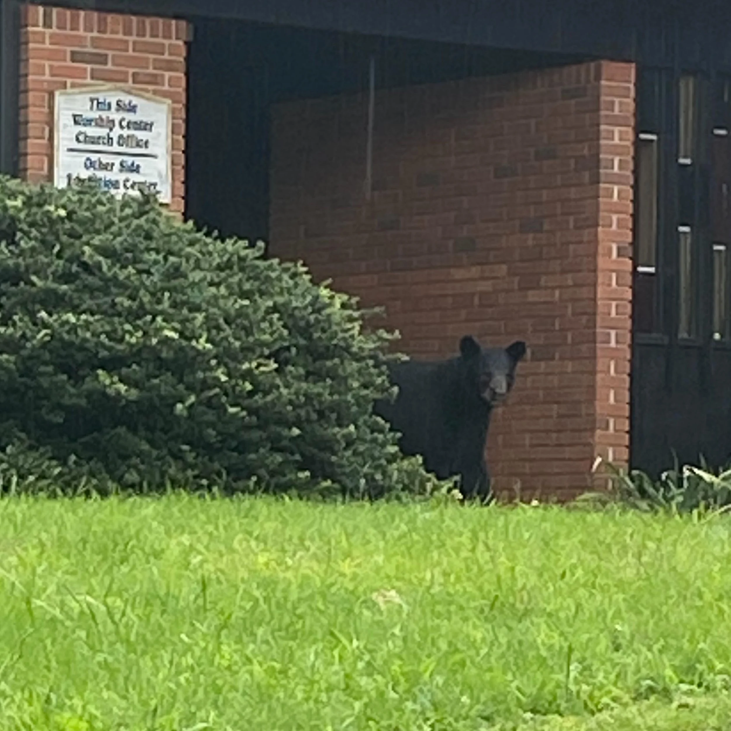We had a not-so-little visitor 🐻