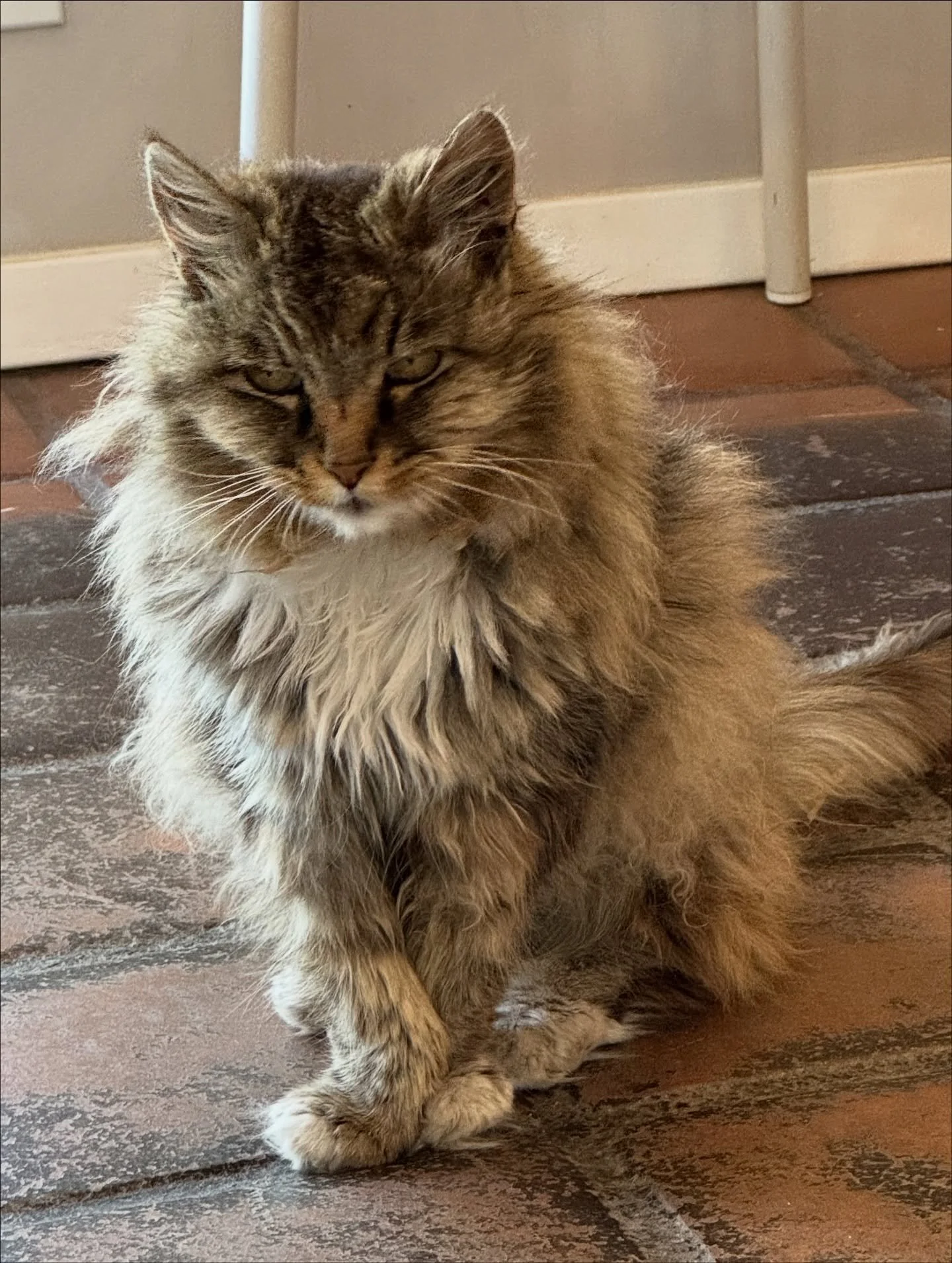 We&rsquo;re sad to announce that Peaches, our tasting room cat has passed away this past week. Peaches has been with us for 18 years and she&rsquo;s been an integral part of the team greeting people right when they walk in. If you&rsquo;ve been to th