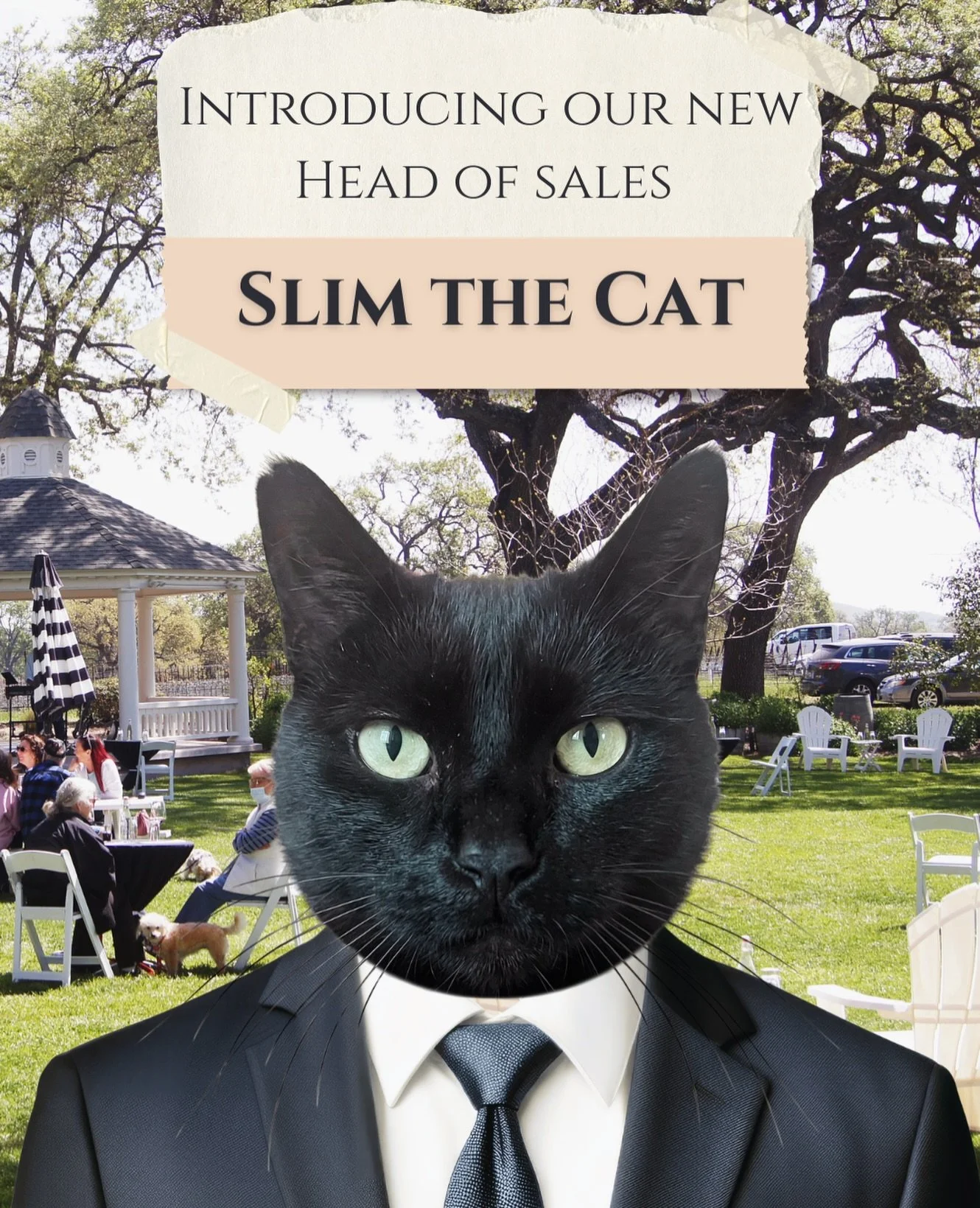 Our tasting room cat, Slim, has received an official promotion. Many of you have already had the pleasure of meeting him, but today we&rsquo;re thrilled to announce he is now our Head of Sales and in charge of everything. If you happen to encounter a