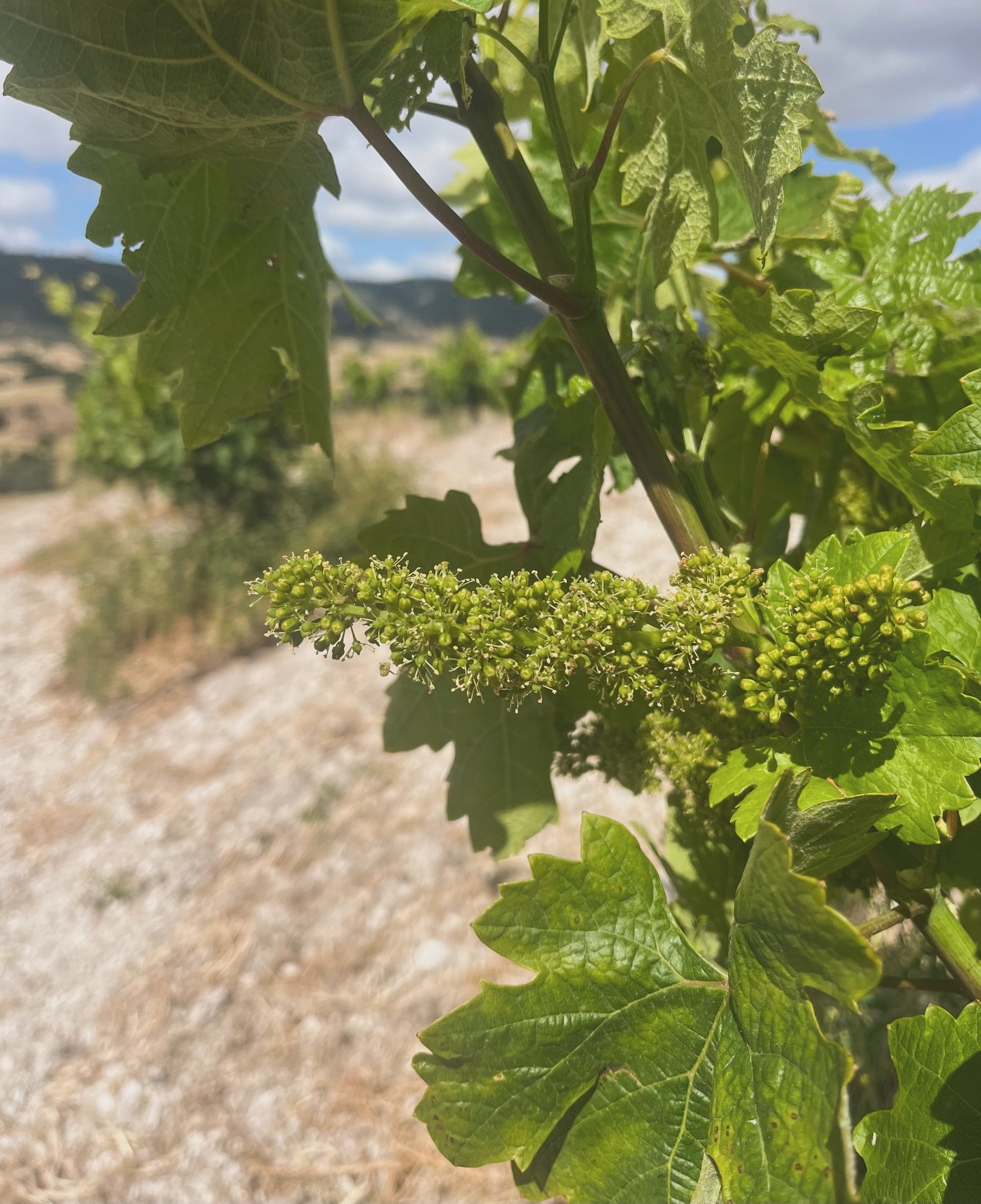 Exciting news! We are officially entering the flowering stage as we see in our grenache vines over at Mustang Springs. Flowering is the segue that determines the yield for this vintage. It&rsquo;s important Mother Nature works with us during this win