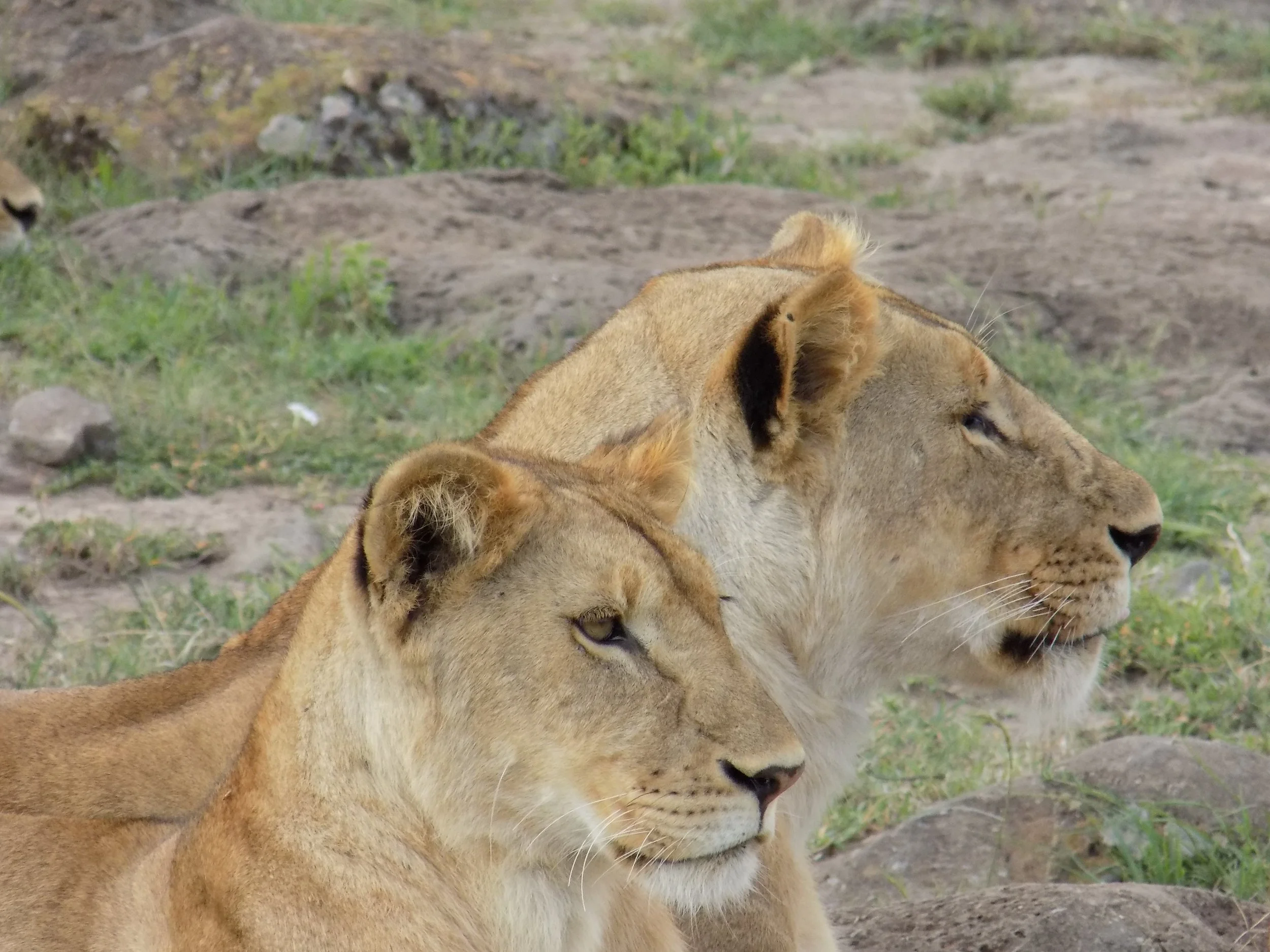 Micato Safari 2.jpeg